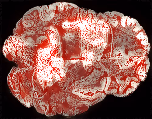 Item #29877578668728852178902598419785793077778618348046200683544678273368106991617 Media