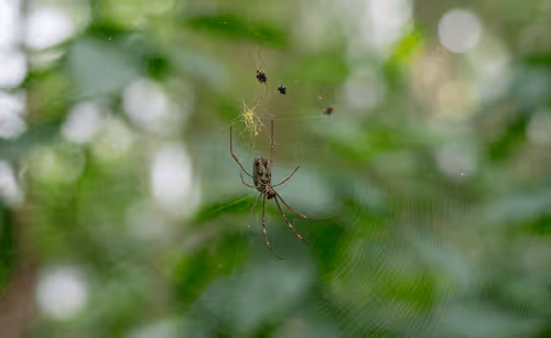 Item #68974856610287891345398477420152131783231641207281089982933452467037550936065 Media