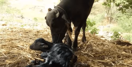 Item #39916610678052500138596211548792698776473563312308341193271399272024171872257 Media