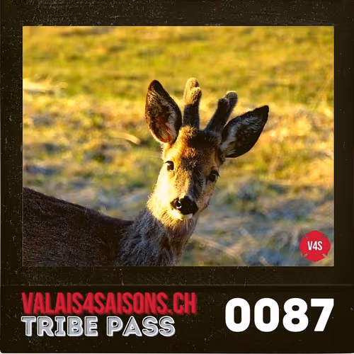 Item #39786290344722078492380092335018152769613718580951651570433323186534827950081 Media