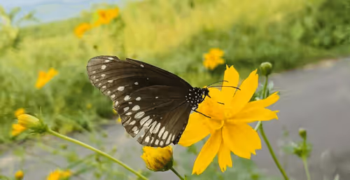 Item #39916610678052500138596211548792698776473563312308341193271399248934427688961 Media