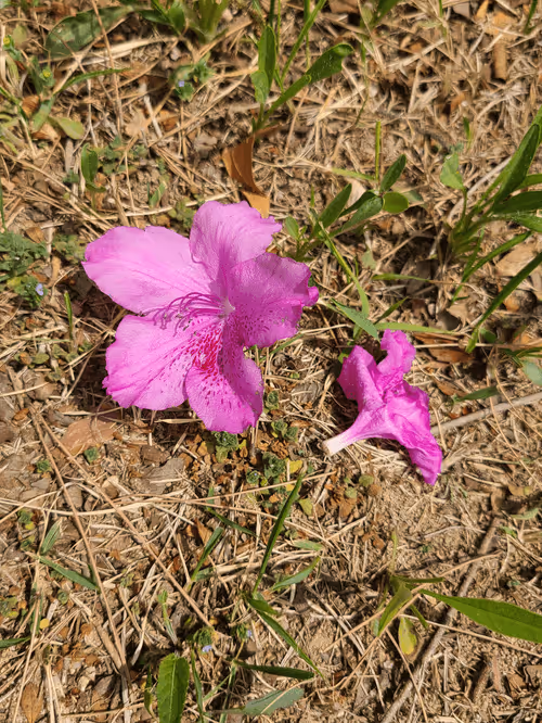 Item #91704198700960522098260527028894955103523024793273774522865924481845039202305 Media