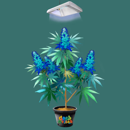 Item #3912 Media