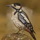 NFTweet #8 Great spotted woodpecker - Pica-pau-malhado "Great spotted woodpecker"