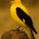 NFTweet #6 Eurasian Golden Oriole - Papa-figos "Oriolus Oriolus"
