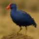 NFTweet #4 Western Swamphen - Caimão "Porphyrio Porphyrio"