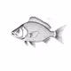 Fish #7