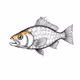 Fish #3