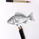Fish #12