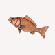 Fish #8