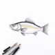 Fish #4