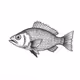 Fish #1