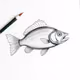 Fish #11
