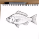 Fish #14
