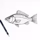 Fish #6