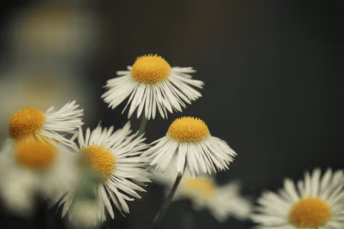 NFTFlower V3