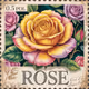 Yellow Rose