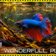 WONDERFULL PLANET S#35