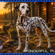 WONDERFUL PLANET S#56