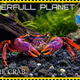 WONDERFULL PLANET S#39
