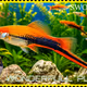 WONDERFULL PLANET S#36