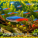 WONDERFULL PLANET S#38