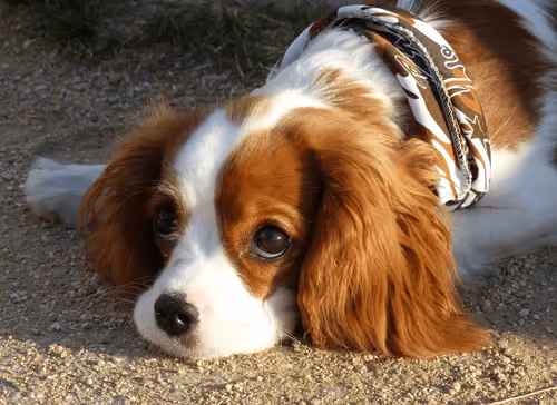 cavalierkingcharlesspaniel.lens-Collect-1