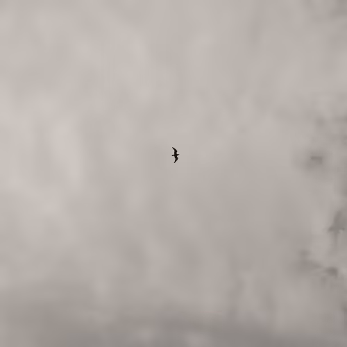zospours.lens-Collect-5788