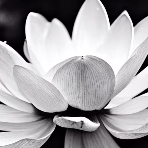 sentience.lens-Collect-291