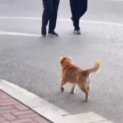 funnyvideos.lens-Collect-56