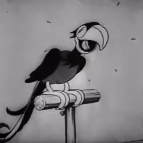 Steamboat Willie Parrot