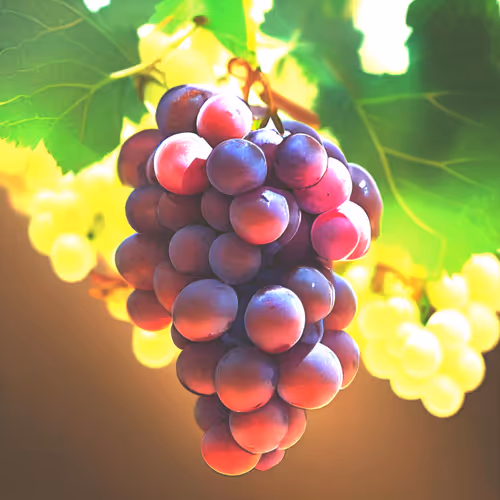 Nothing Guys Grapes