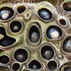 Crypto Trypophobia