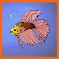 Fancy Bettas