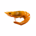Ebi Club -The Shrimp Club-