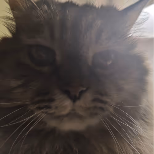Second Cat