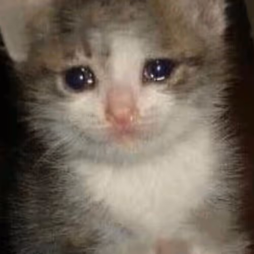 Sad Cat
