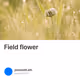 Field flower