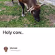 Holy cow..