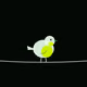 Project Robin #3573