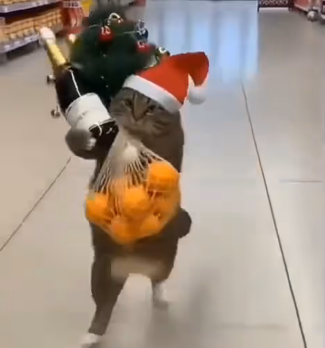 NewYearCat