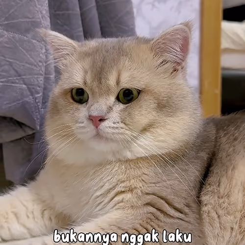 Odol02