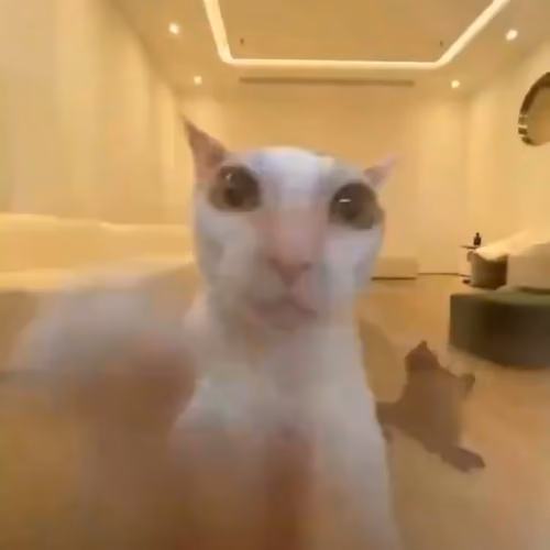 Catrub