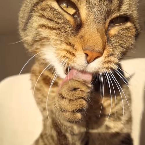 awfwaf
