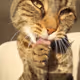 awfwaf