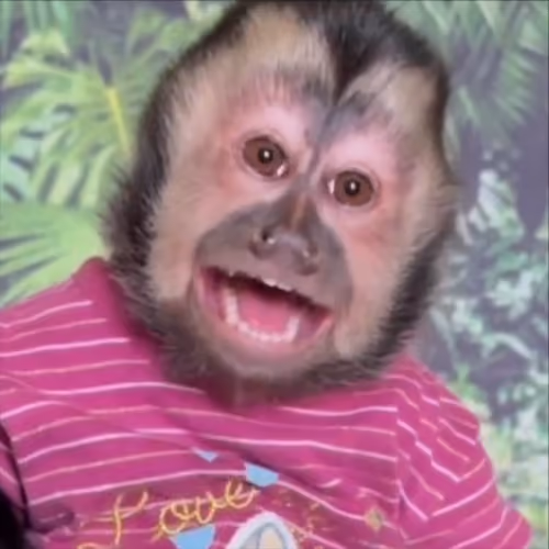 Monke