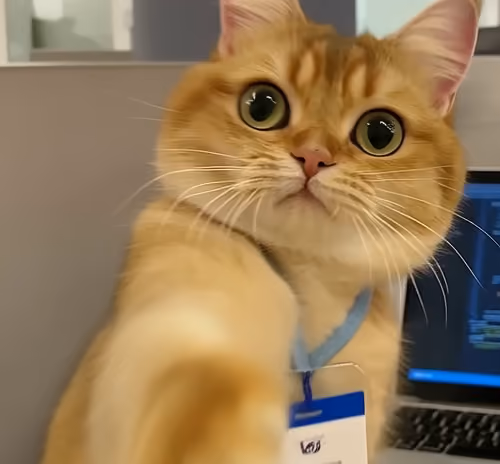 Cats do a lot of work