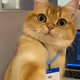 Cats do a lot of work