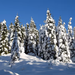 アイテム メディア プレースホルダー
