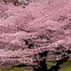 cherryBlossom